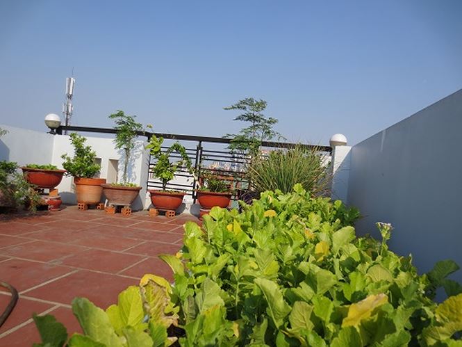 Sân thượng trồng rau tiện lợi