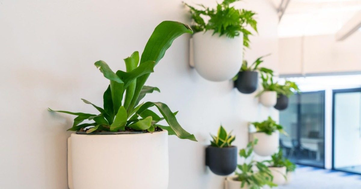 Trang trí tường bằng cây xanh